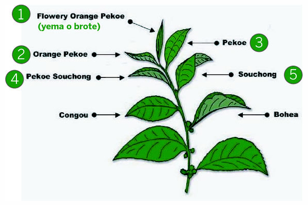 ilustracion-hojas-te-negro-segun-tamaño