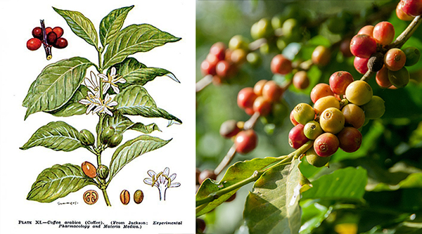 ilustracion-botanica-y-foto-cafeto