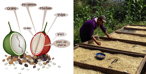 partes-grano-cafe-secadero