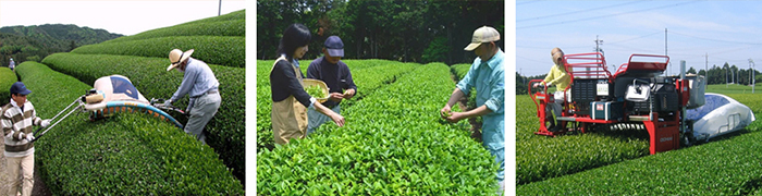 recoleccion del té en japon